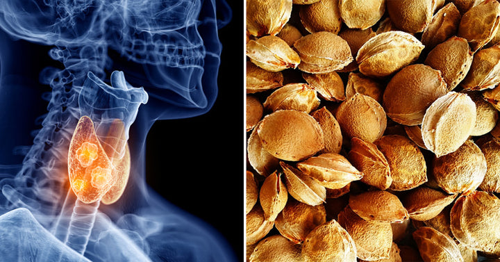 Apricot Seeds: 3 Health Benefits