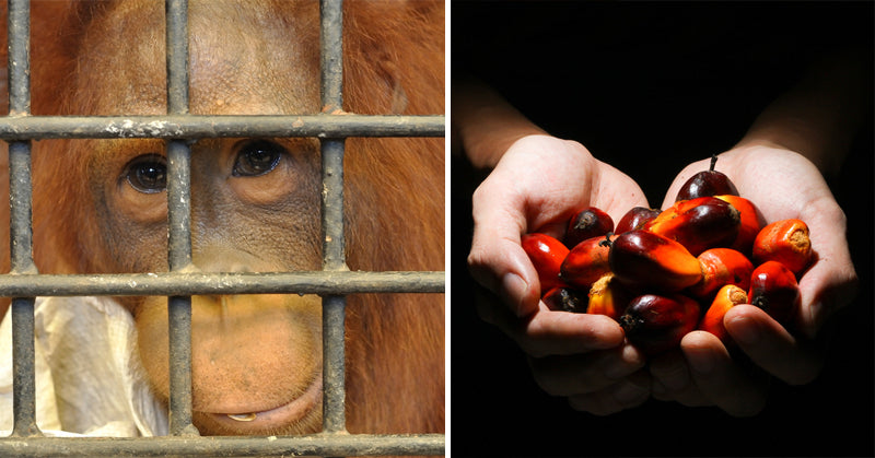 avoid palm oil FI