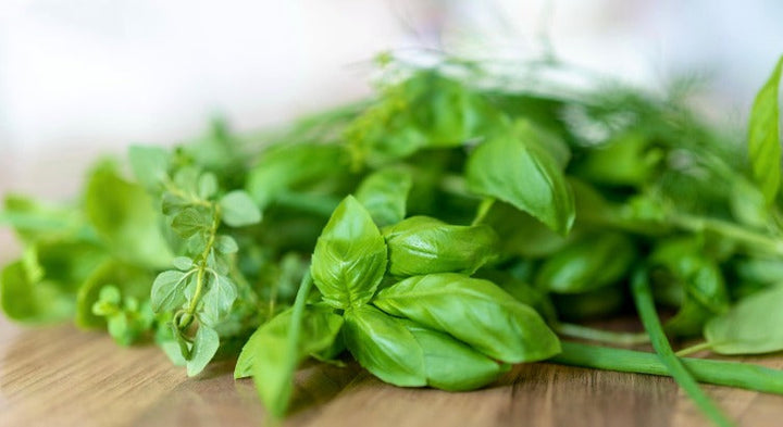 Basil Essential Oil: 10 Health Uses