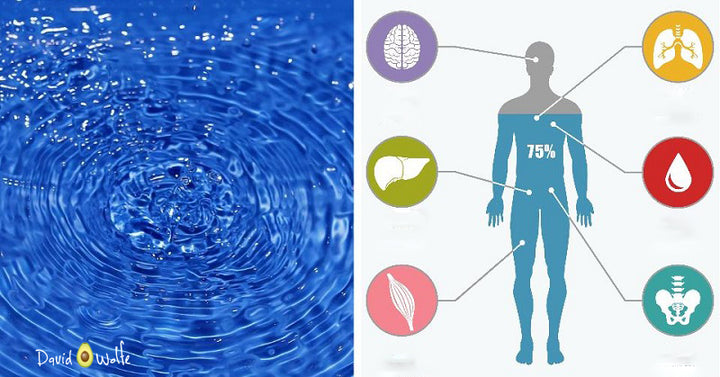body water