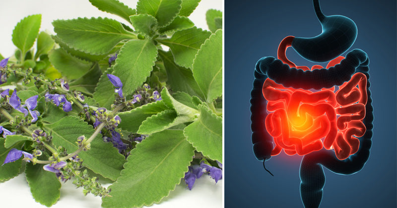 Boldo Essential Oil: 10 Health Uses