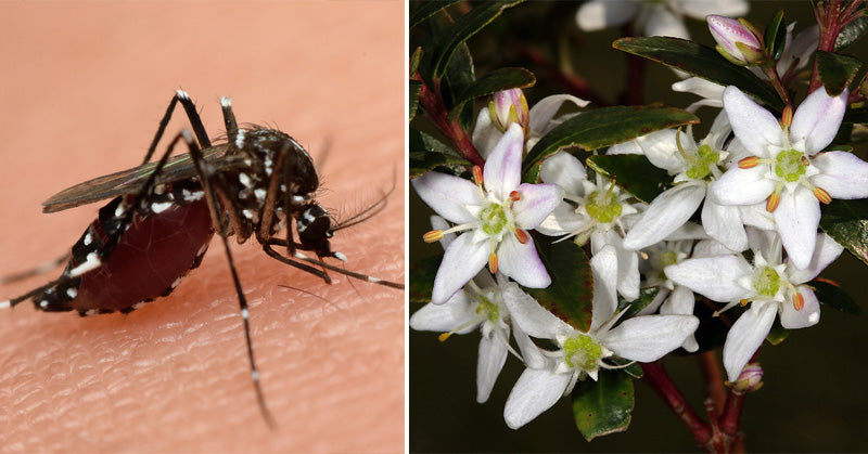 Buchu Essential Oil: 7 Uses & Benefits