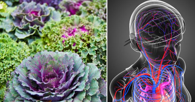 add cabbage health FI