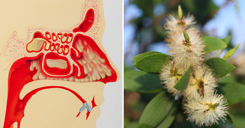 Cajuput Essential Oil: 10 Uses & Benefits