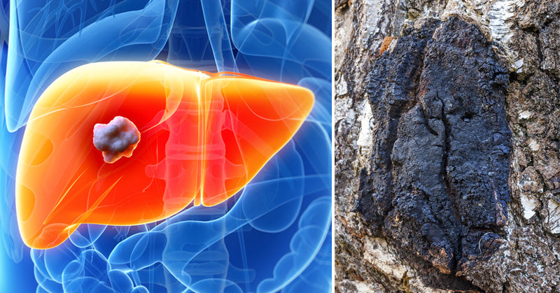 Chaga Mushroom: 5 Health Benefits