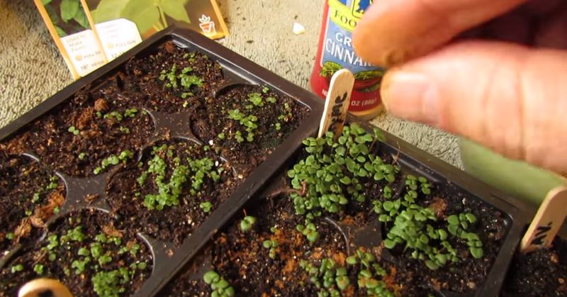 cinnamon garden FI02