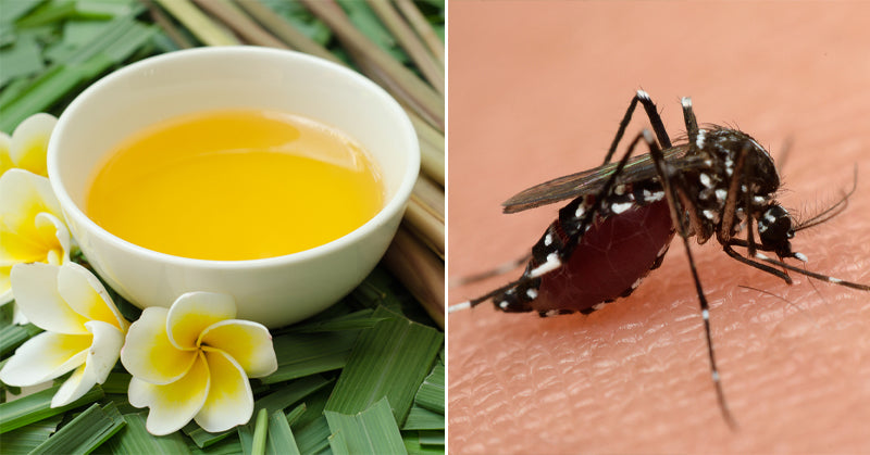 citronella oil FI