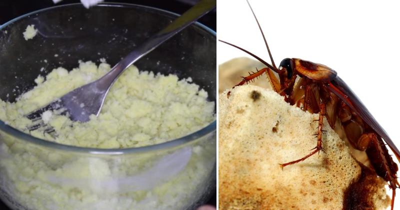 cockroach kill FI