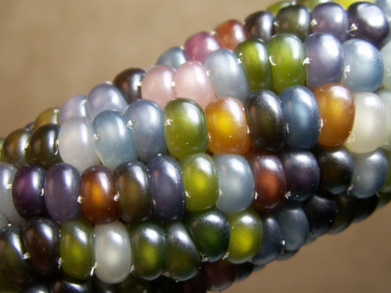 corn10