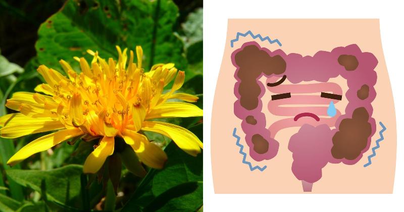 dandelions health benefits