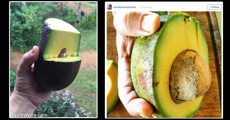 david wolfe why eat avocados FI