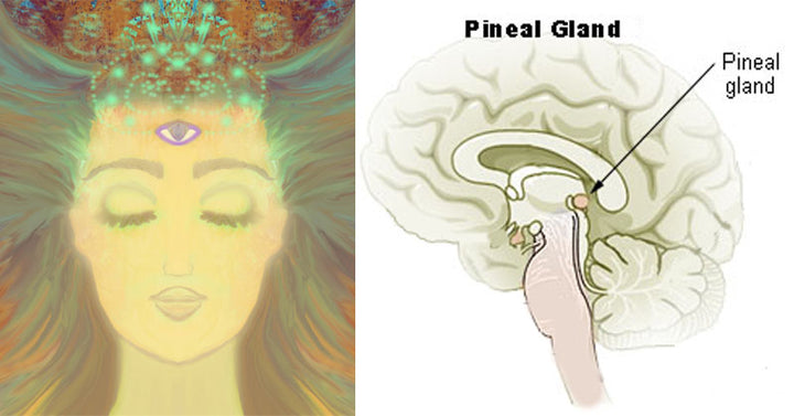 decalcify pineal FI