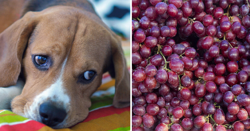 dog grapes FI