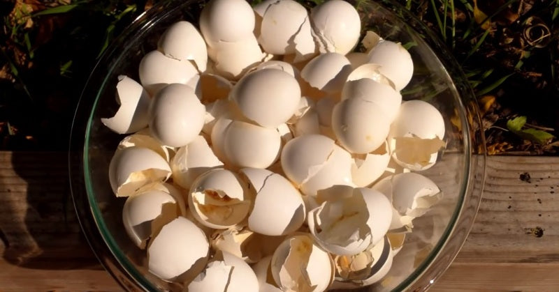 eggshells FI