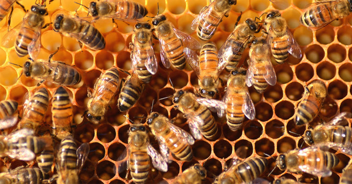 europe bees FI