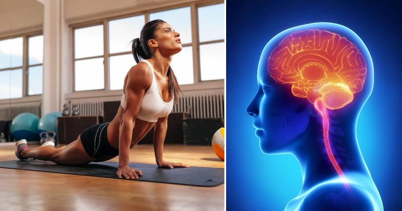 exercise brain FI