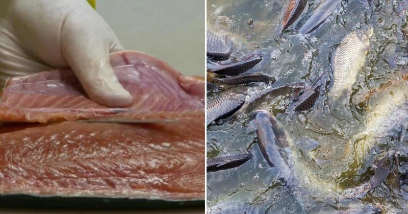 farmed fish FI