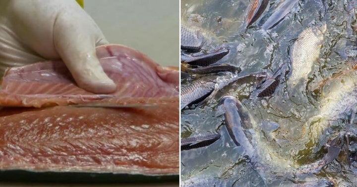 farmed fish FI