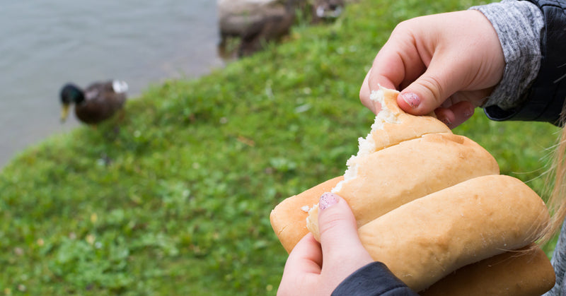 feed ducks bread FI