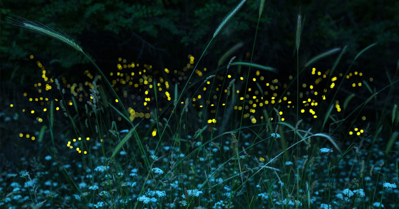 attract fireflies backyard FI