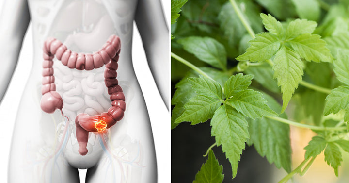 Gynostemma: 9 Health Benefits