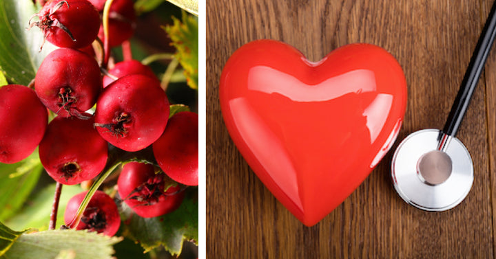 Hawthorn Berry: 5 Health Benefits