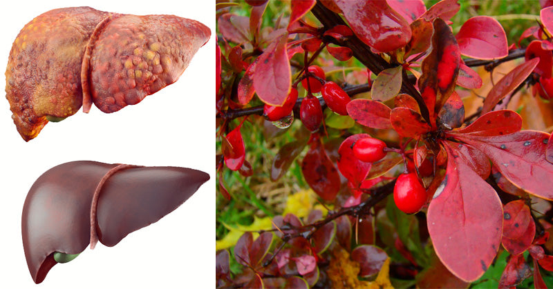 Barberry Health Benefits: 6 Reasons To Eat More Of This “Berry”