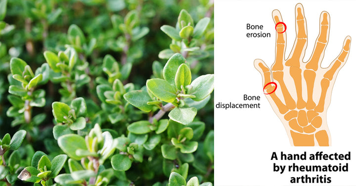 thyme essential oil FI