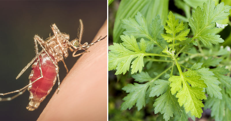 herb malaria FI