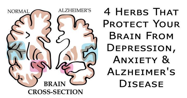 herbs brain FI02