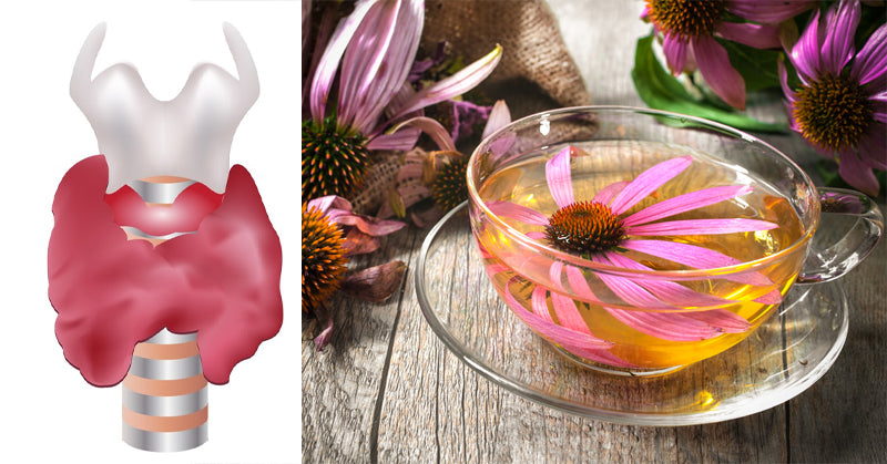 herbs thyroid FI