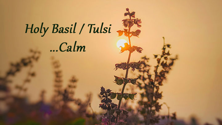 Holy Basil: The Chillax Herb