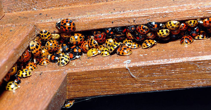 ladybug lookalikes FI
