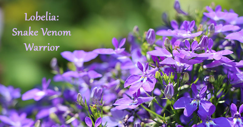 lobelia FI weed snake venom