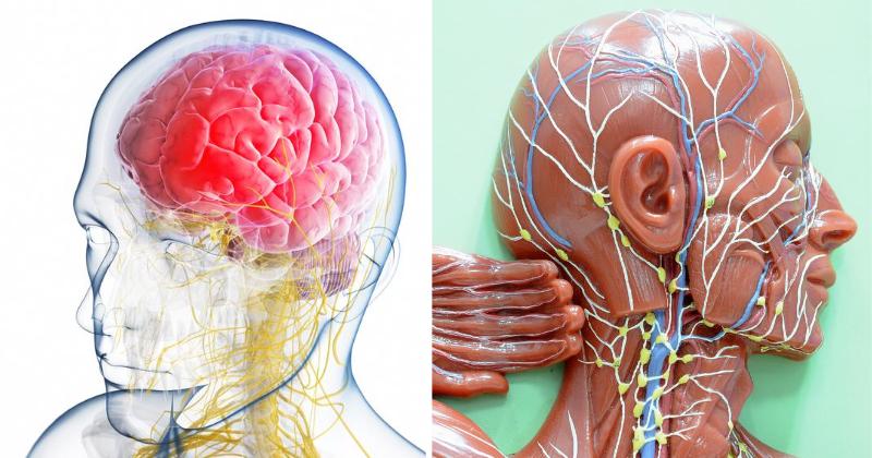 lymph fluid sleep