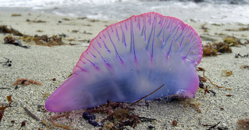 man o war beach FI