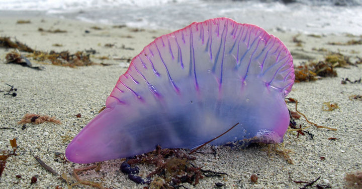 man o war beach FI