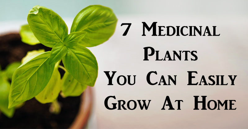medicinal plants FI