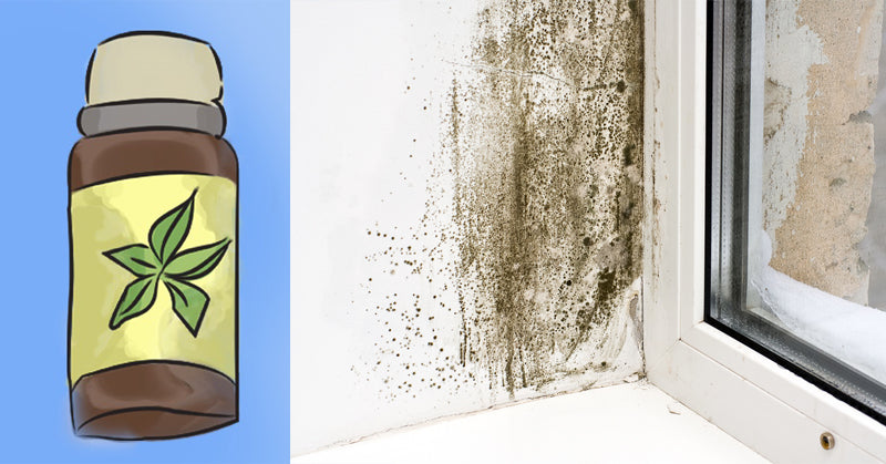 remove mold essential oil FI