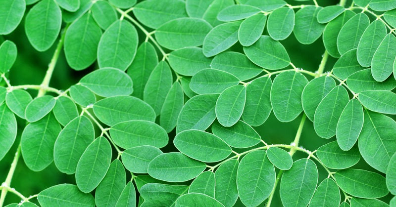 moringa FI