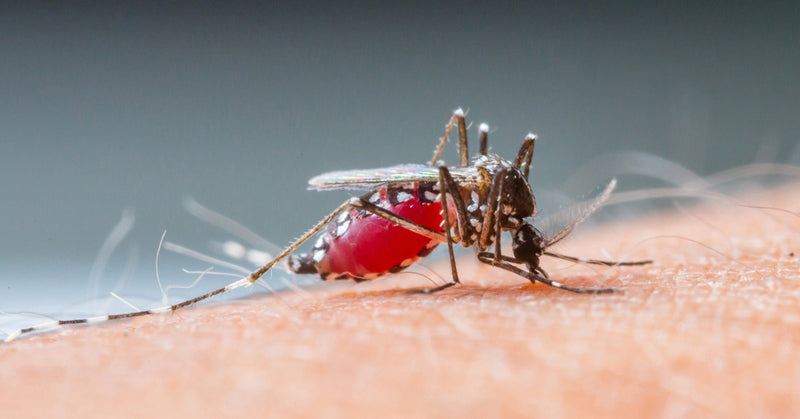 mosquito blood type FI