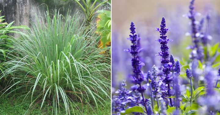 mosquitoe plants FI