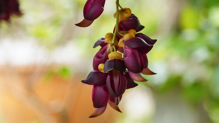 Mucuna Pruriens: The Dopamine Bean