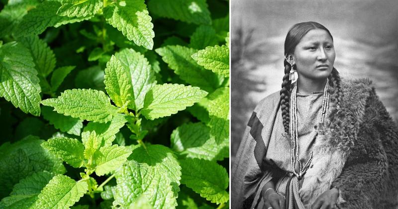 Native Americans medicinal plants FI