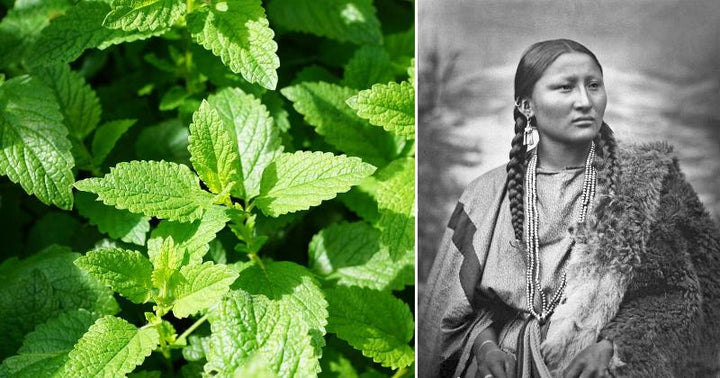 Native Americans medicinal plants FI