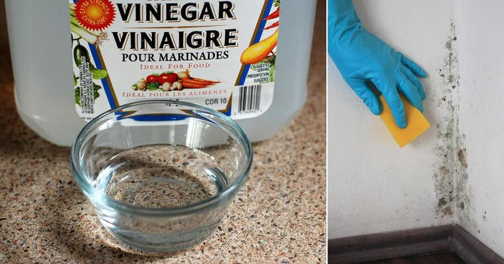 natural mold remover
