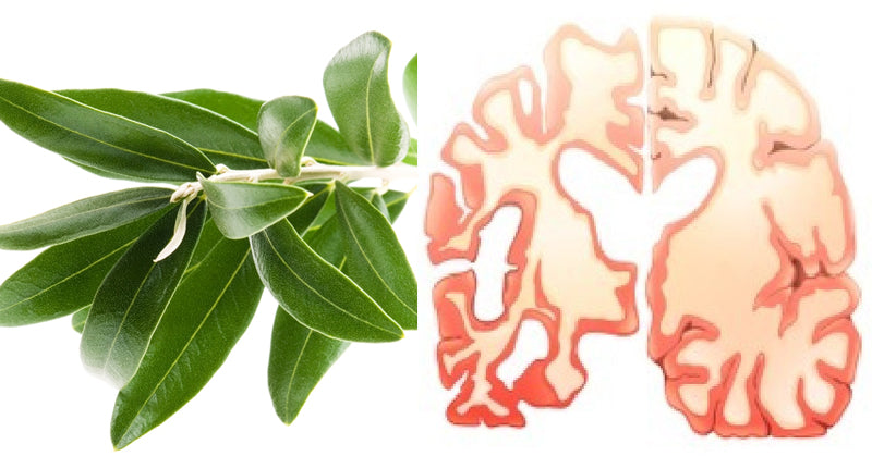 olive leaf FI
