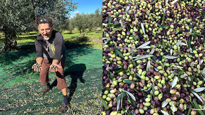 Rallis olive oil