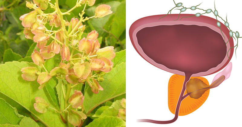 plant cancer Chinese herb FI