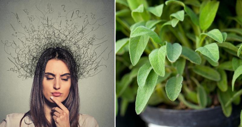 plants boost mental focus FI